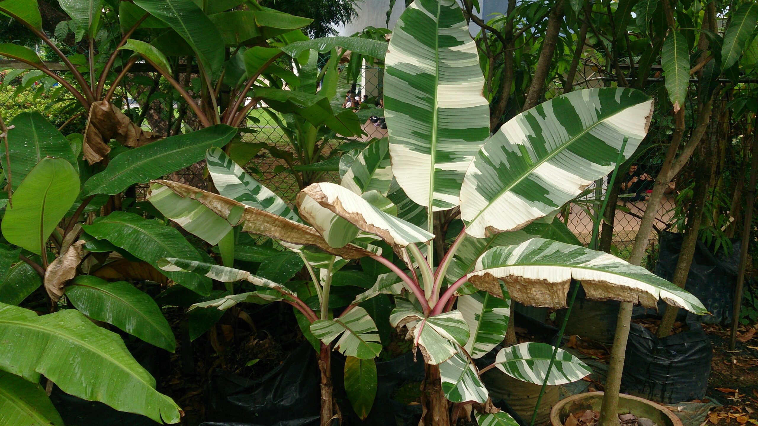 rare houseplants