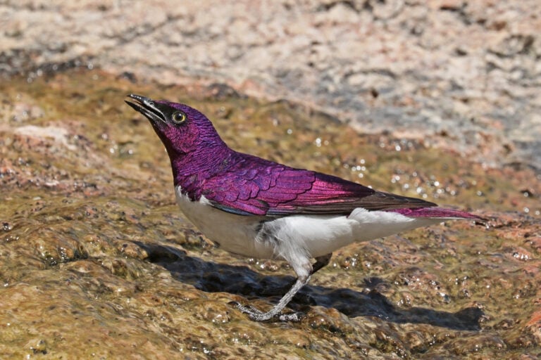 A Violet-Backed Starling, a bird that is one of the rare purple animals from around the world. 