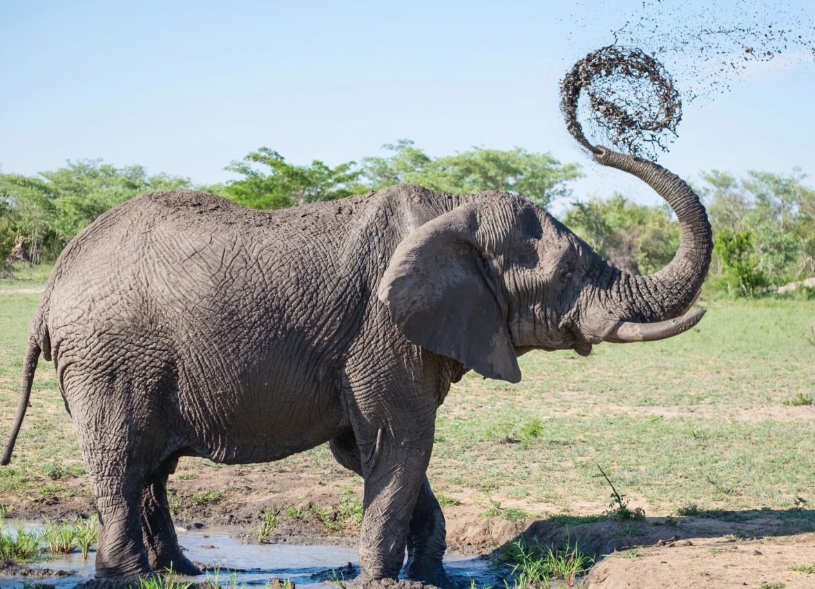 How Smart is an Elephant? Here’s the Fascinating Science Behind These Animals