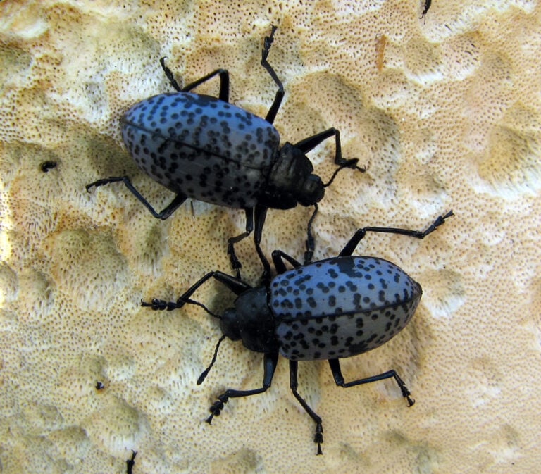 Two Blue Pleasing Fungus Beetles, rare purple animals from around the world. 