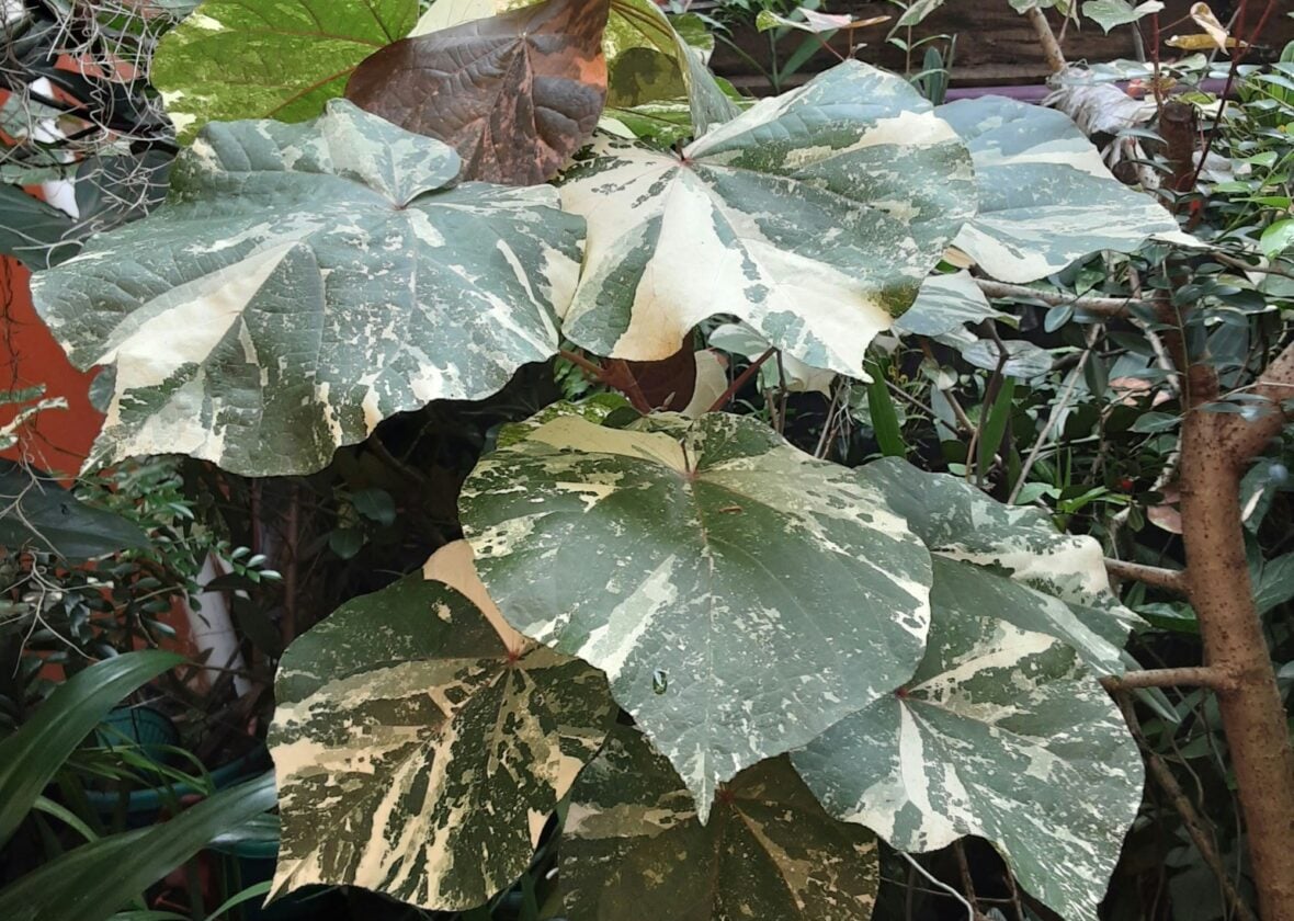 rare houseplants- syngonium