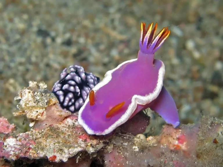 A purple sea slug, one of the most rare purple animals from around the world. 