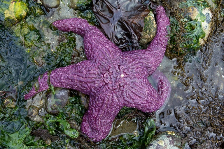 A Purple Sea Star, one of the rare purple animals from around the world. 