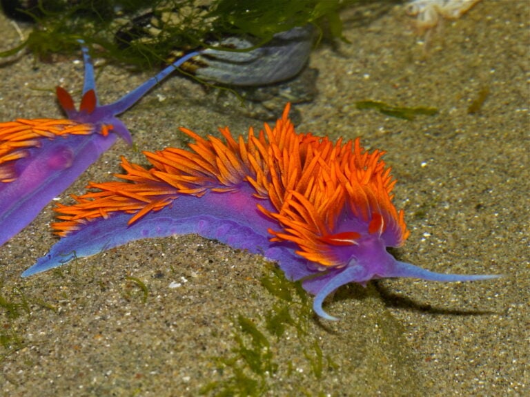 A Spanish Shawl, one of the most rare purple animals in the world. 