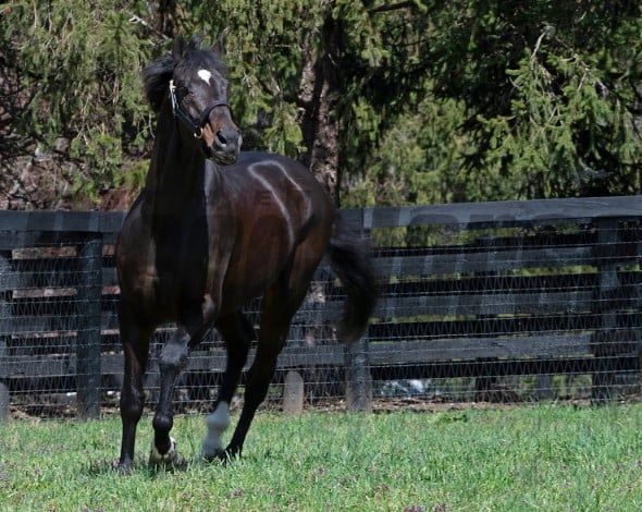 Fusaichi Pegasus, BloodHorse