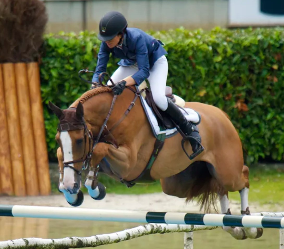 Palloubet d’Halong, Chronicle of the Horse