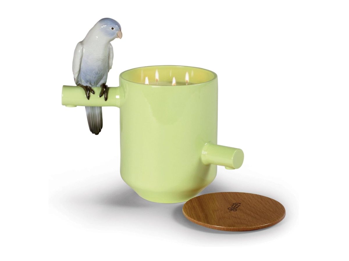 Parrot Candle, Amazon