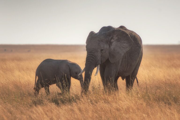 elephant: strongest animals