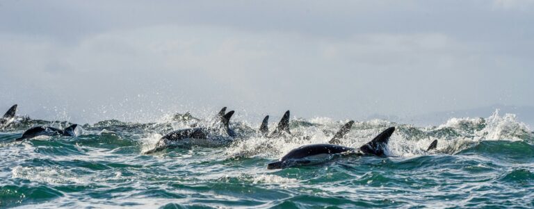 Dolphins swimming in pods together. 