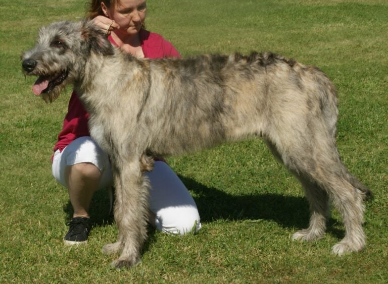 tallest dog in the world: Irish wolfhound