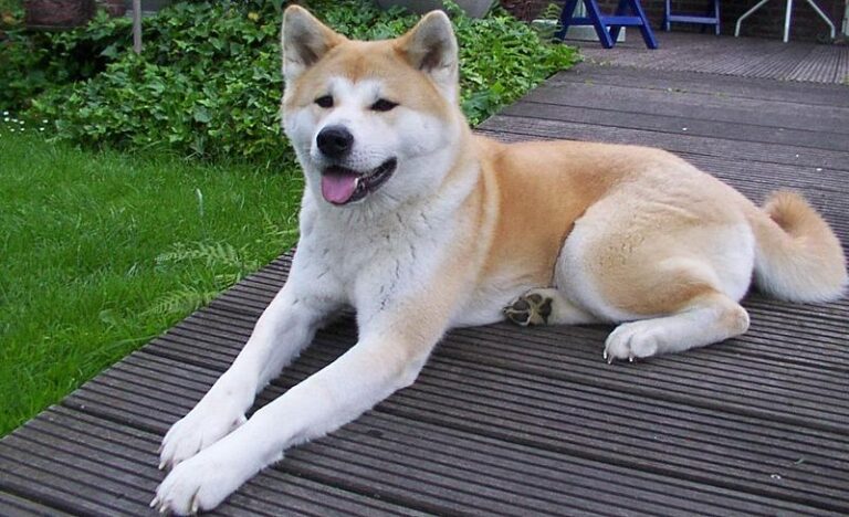 Akita Inu Wiki Commons