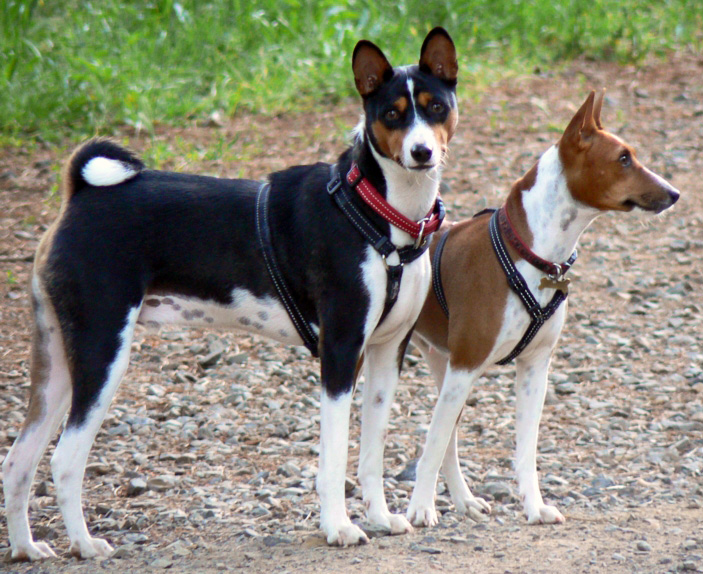 Basenji Wiki Commons