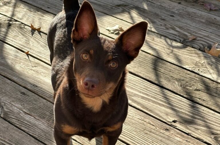 Lancashire Heelers, AKC