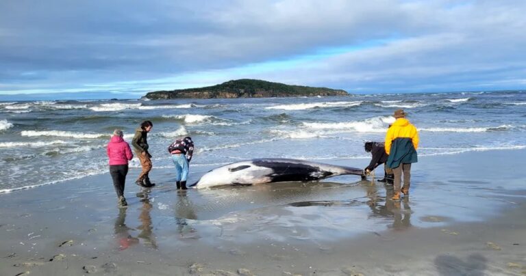 beached whale, New Zealand Department of Conservation