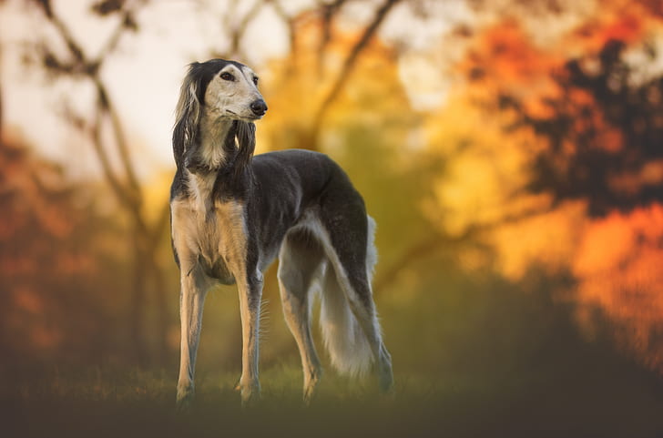 Saluki Wiki Commons