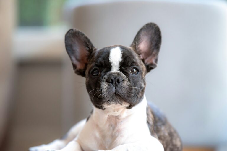 french bulldog, Unsplash