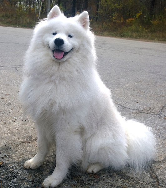 samoyed Wiki Commons