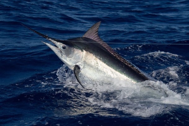 Black Marlin, American Oceans