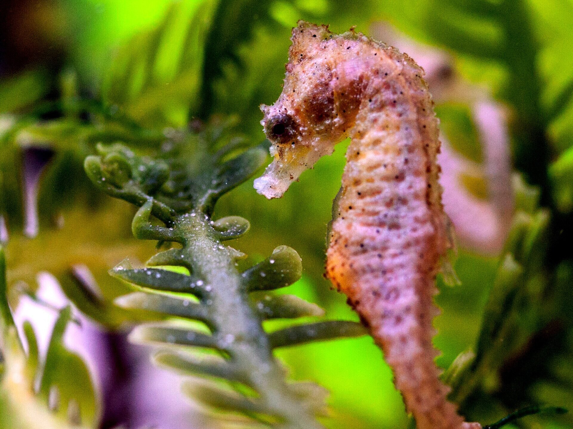 Dwarf Seahorse, Wiki Commons