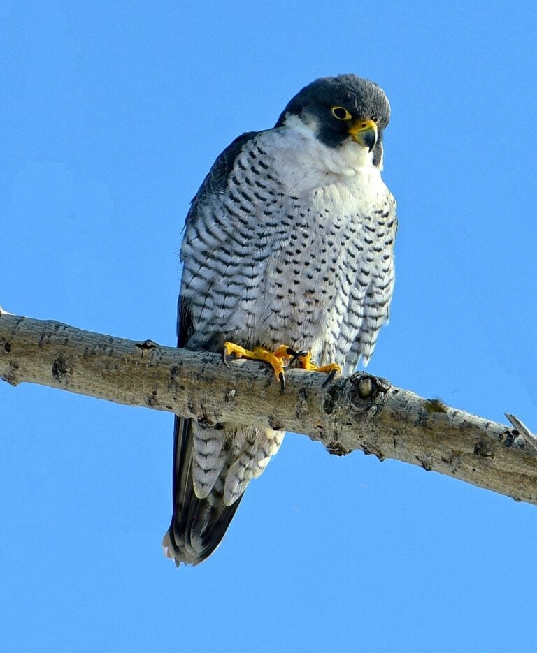 Peregrine falcon, Wiki Commons