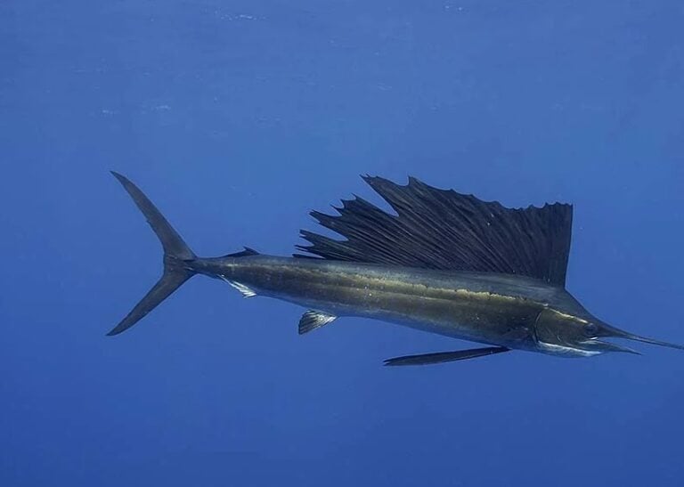 Sailfish, Oceana