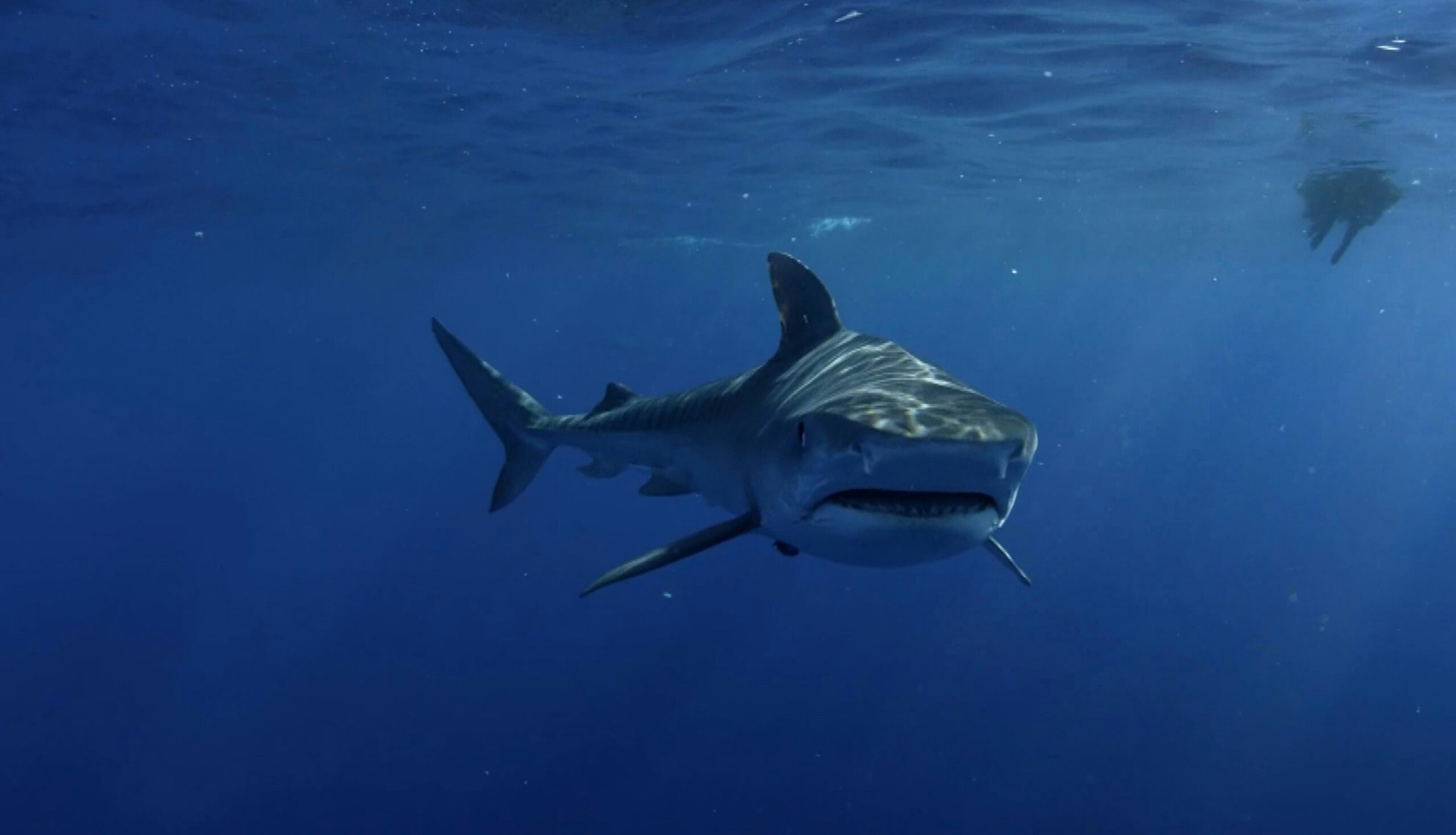Great White Shark body temp, Unsplash