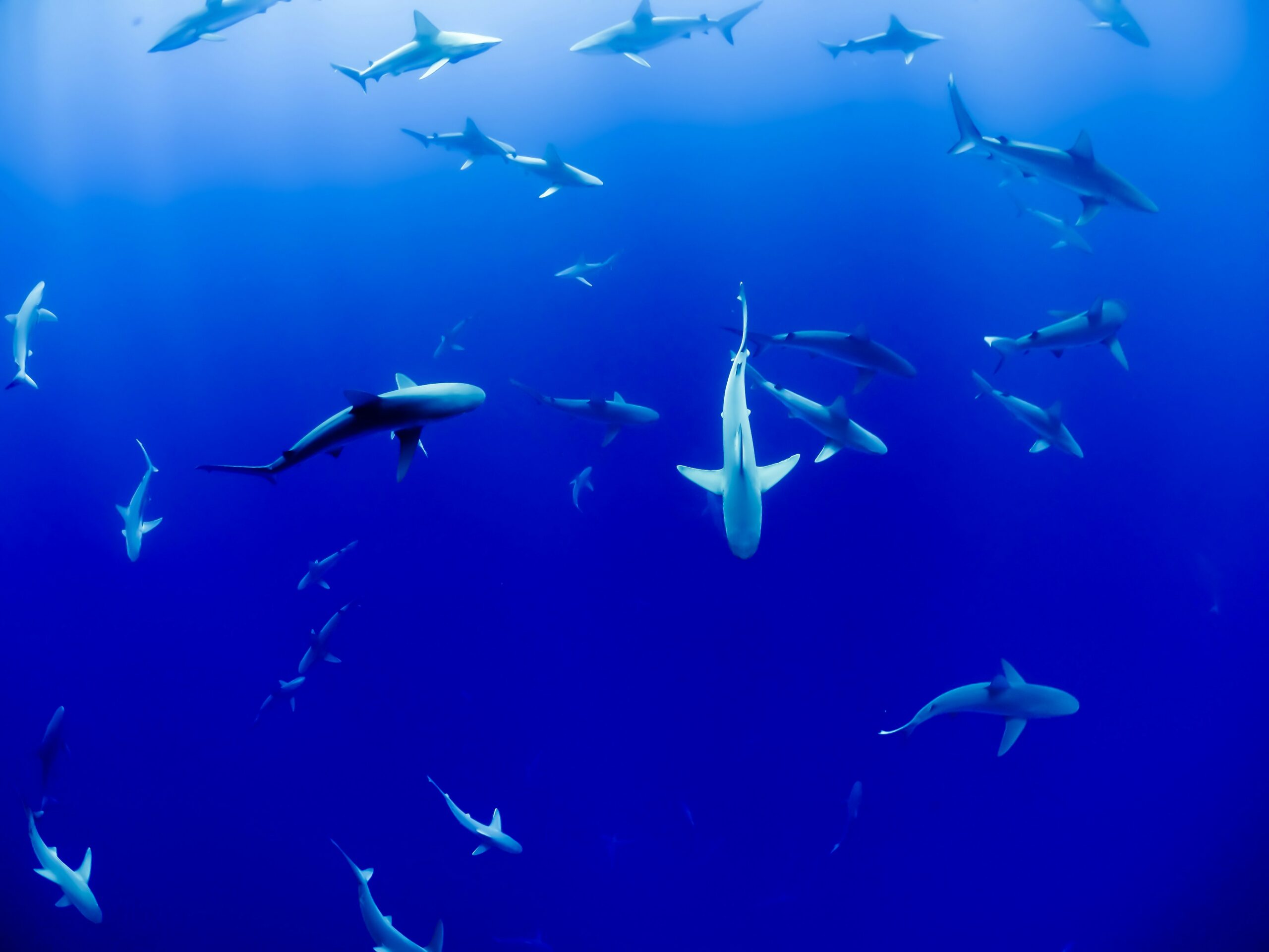 Great White Shark ecosystem, Unsplash