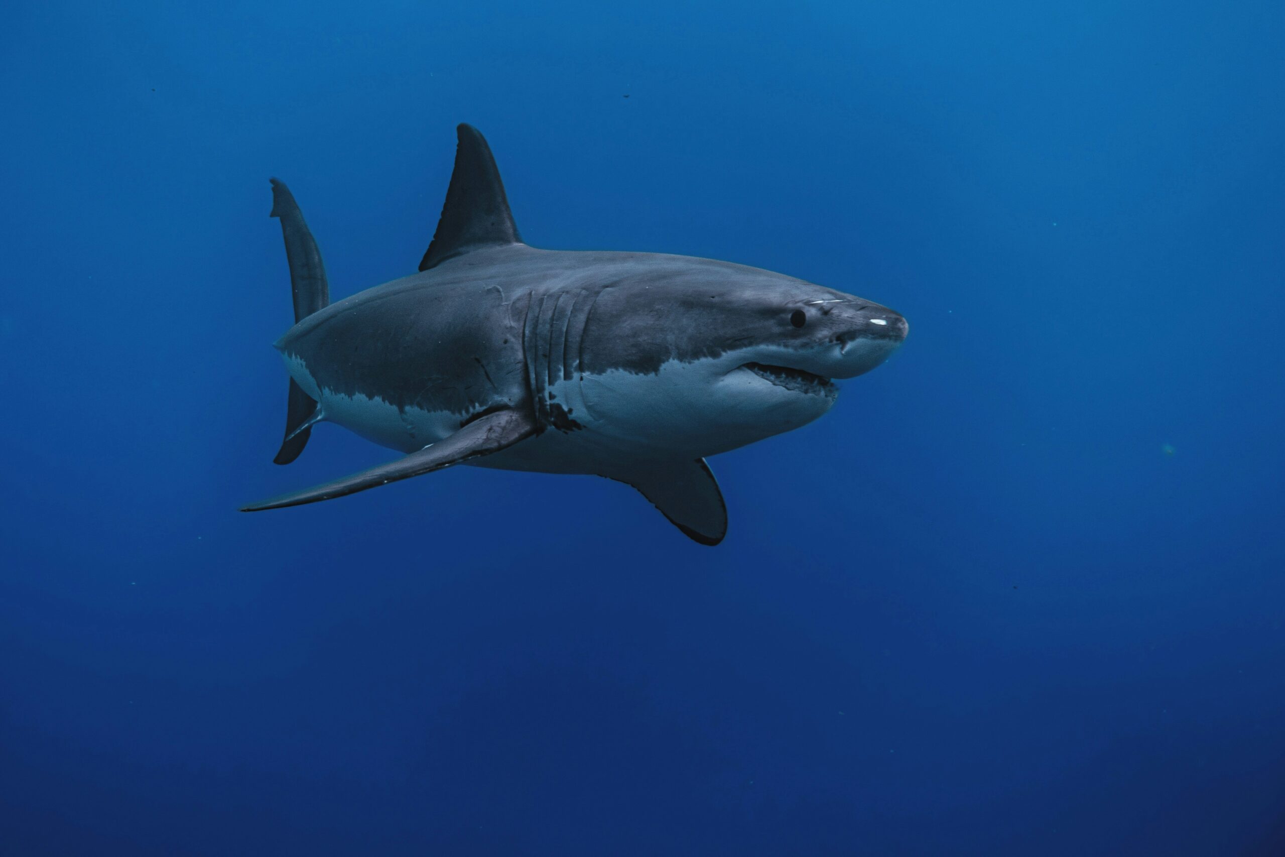 Great White Shark electrical pulse, Unsplash