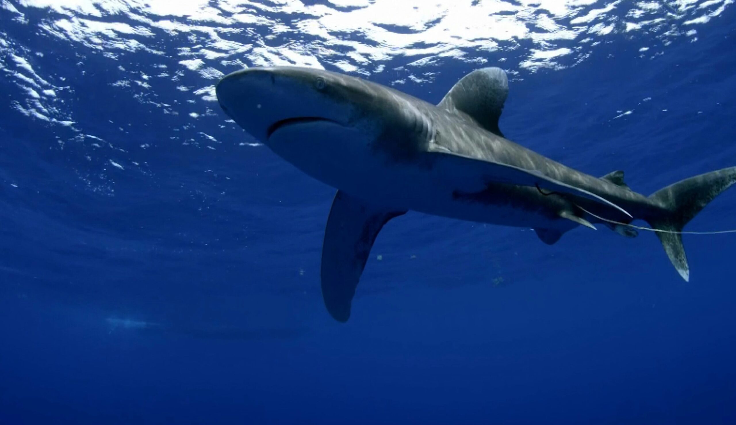 Great White Shark hiding, Unsplash
