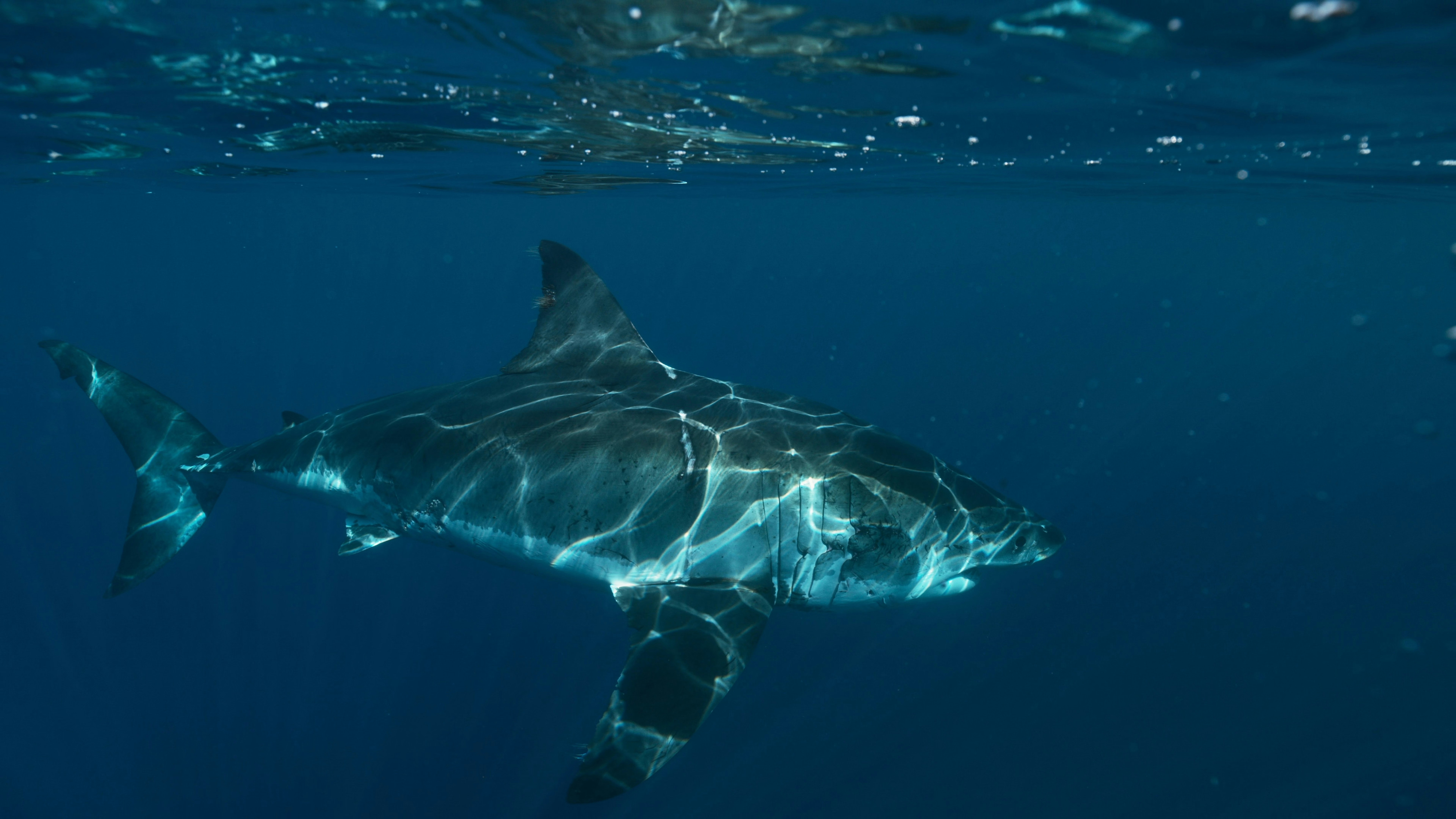Great White Shark no conflict, Unsplash