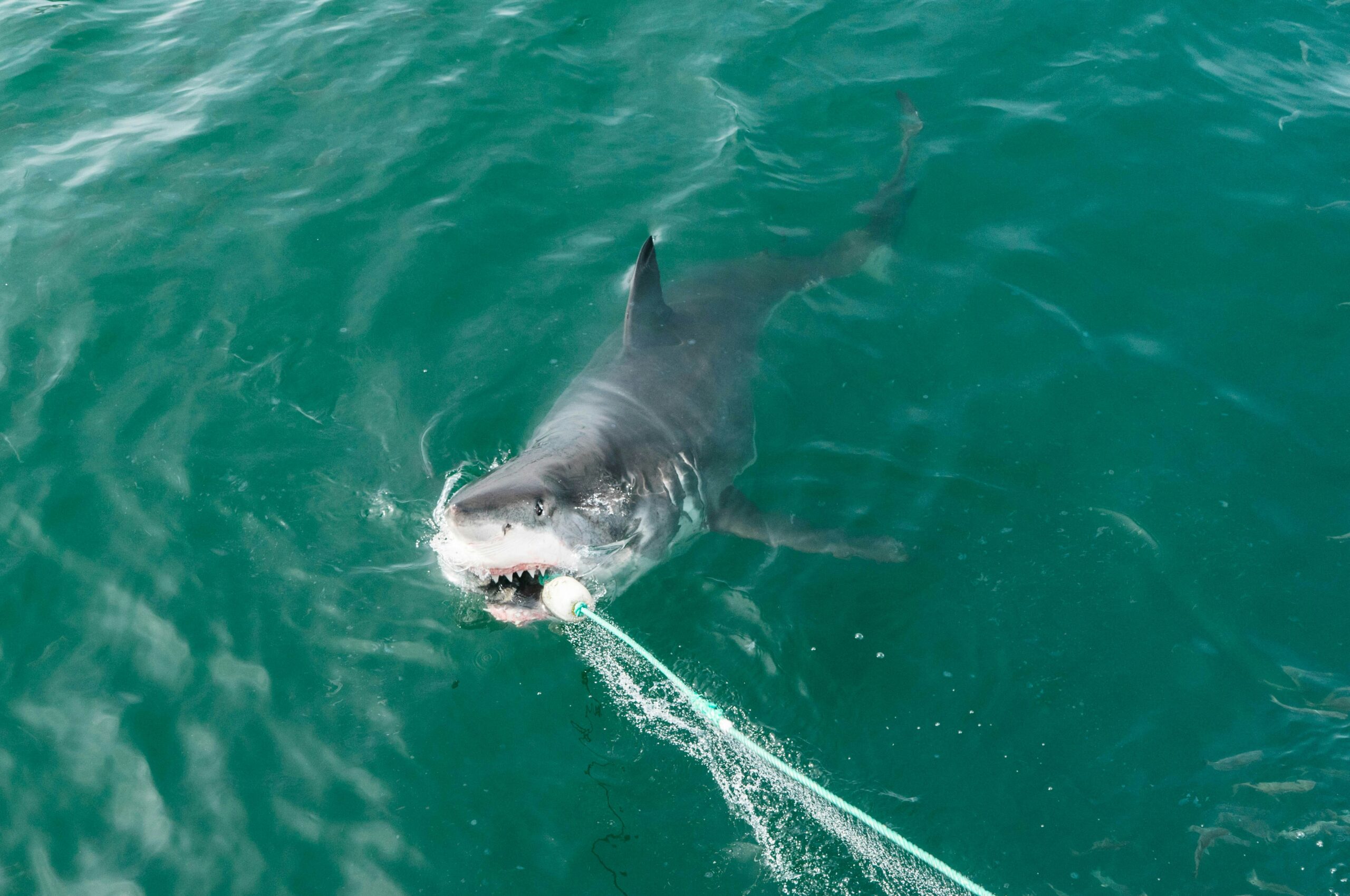 Great White Shark not fatal, Unsplash
