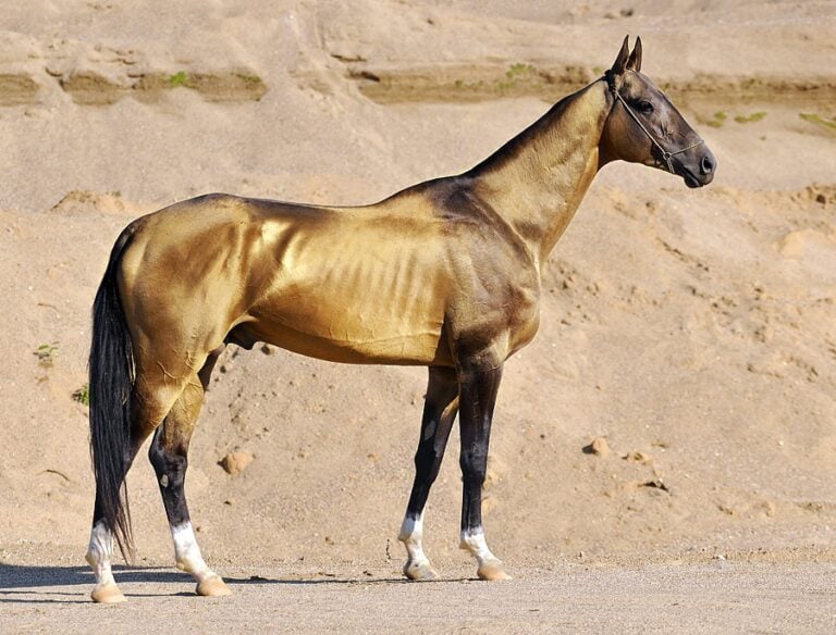 Akhal Teke Horse, Wiki Media