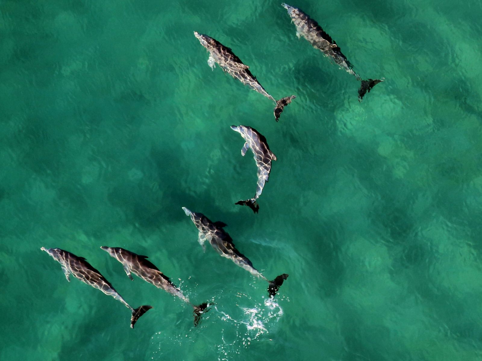 Brain Dolphins, Unsplash