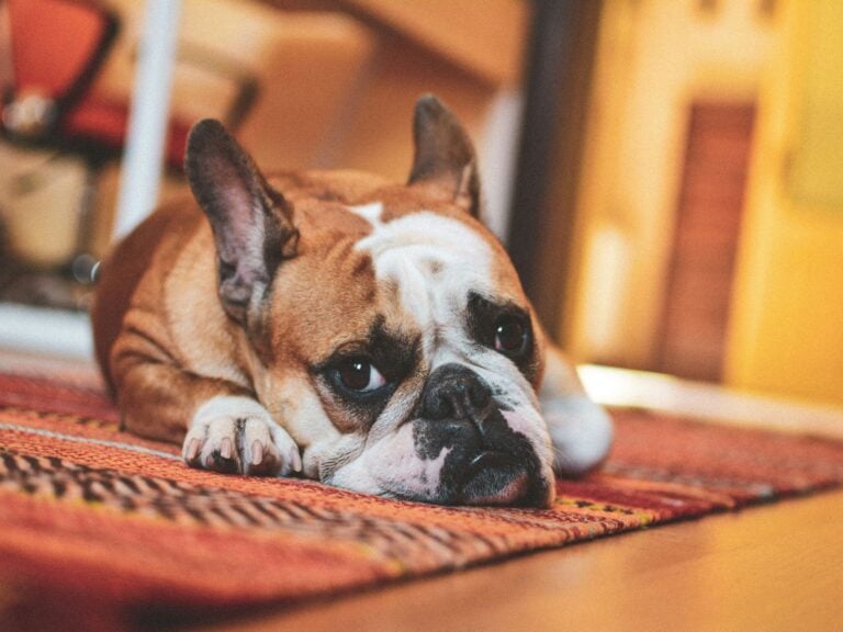 Conclusion French Bulldog, Unsplash