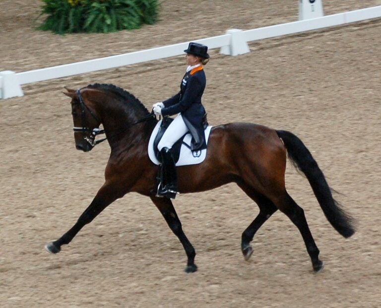 Dutch Warmblood, Wiki Media