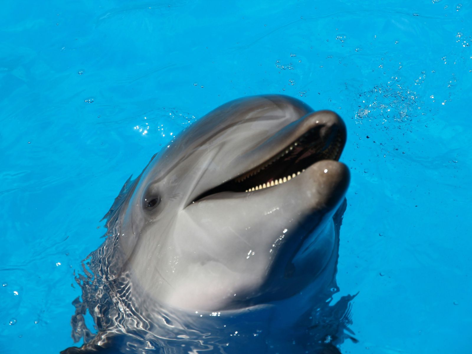 Language Dolphins, Unsplash