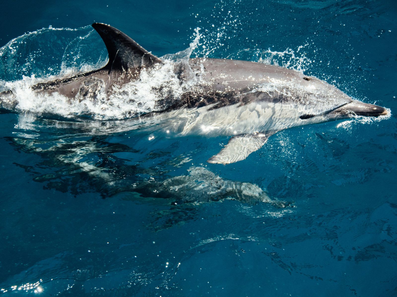 Life Dolphins, Unsplash