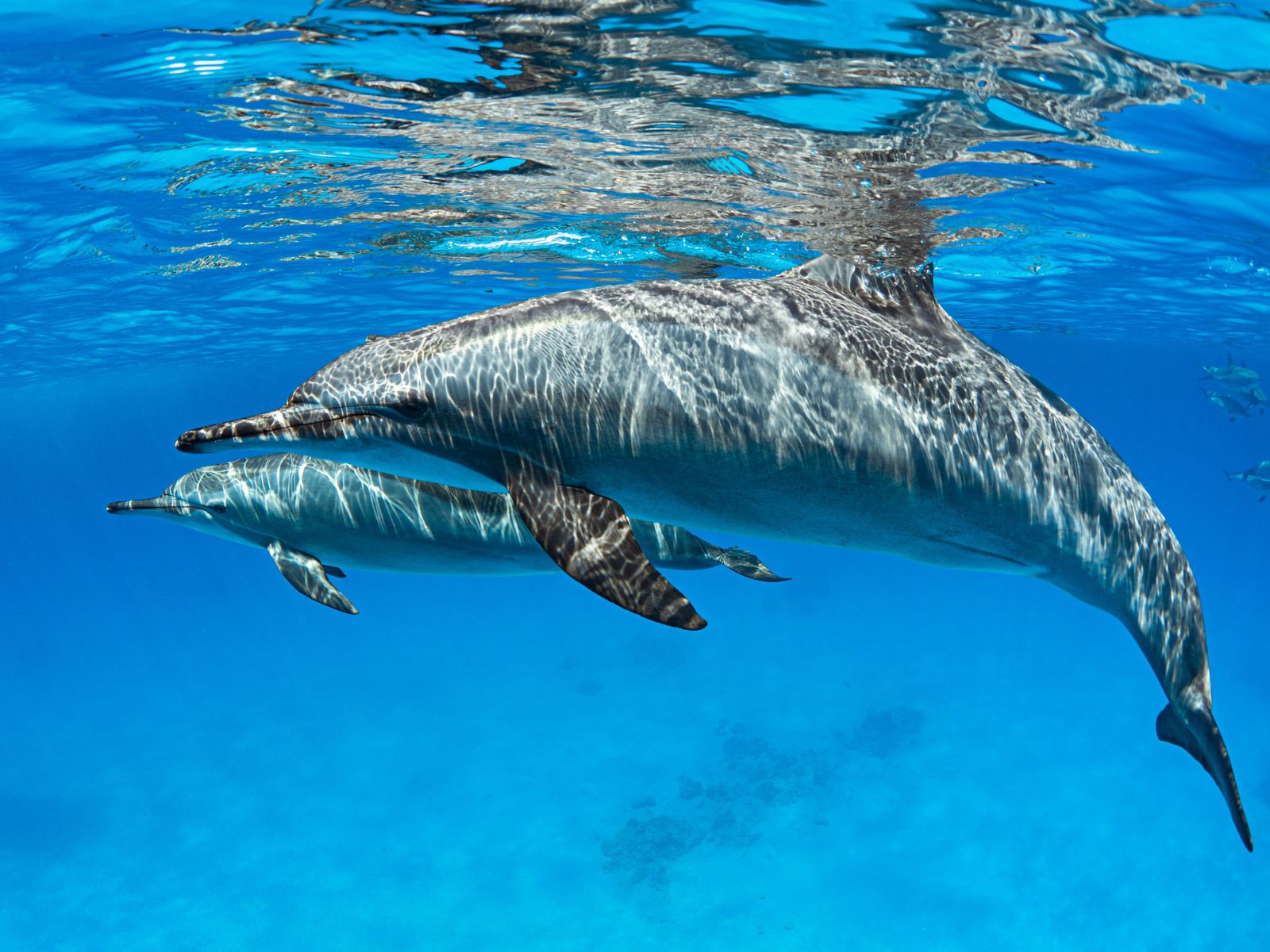 Memory Dolphins, Unsplash