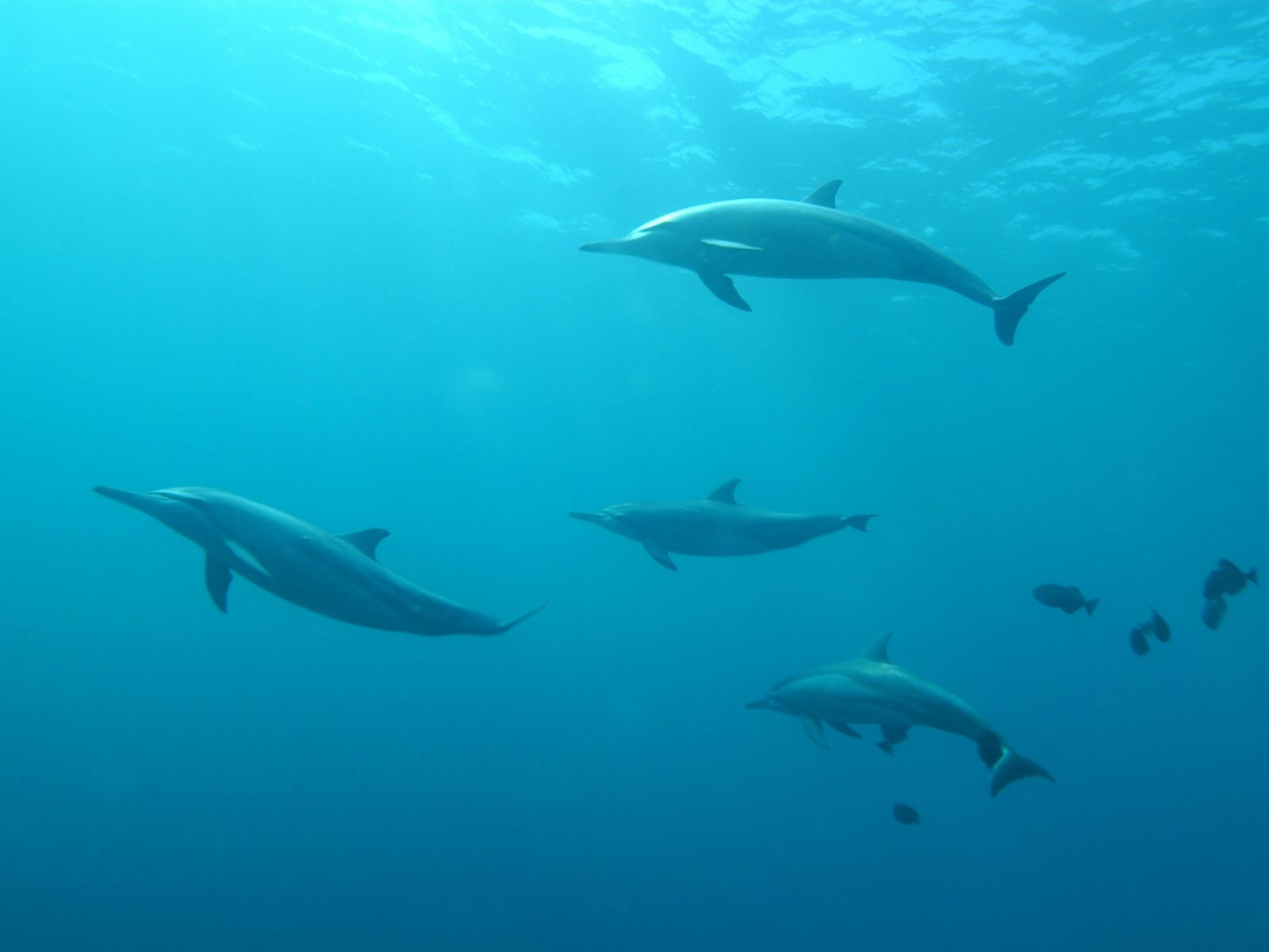 Names Dolphins, Unsplash