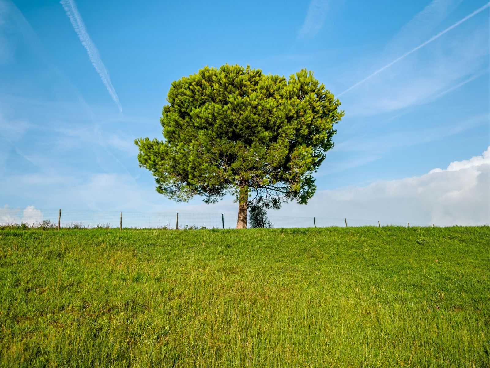 One Tree, Unsplash