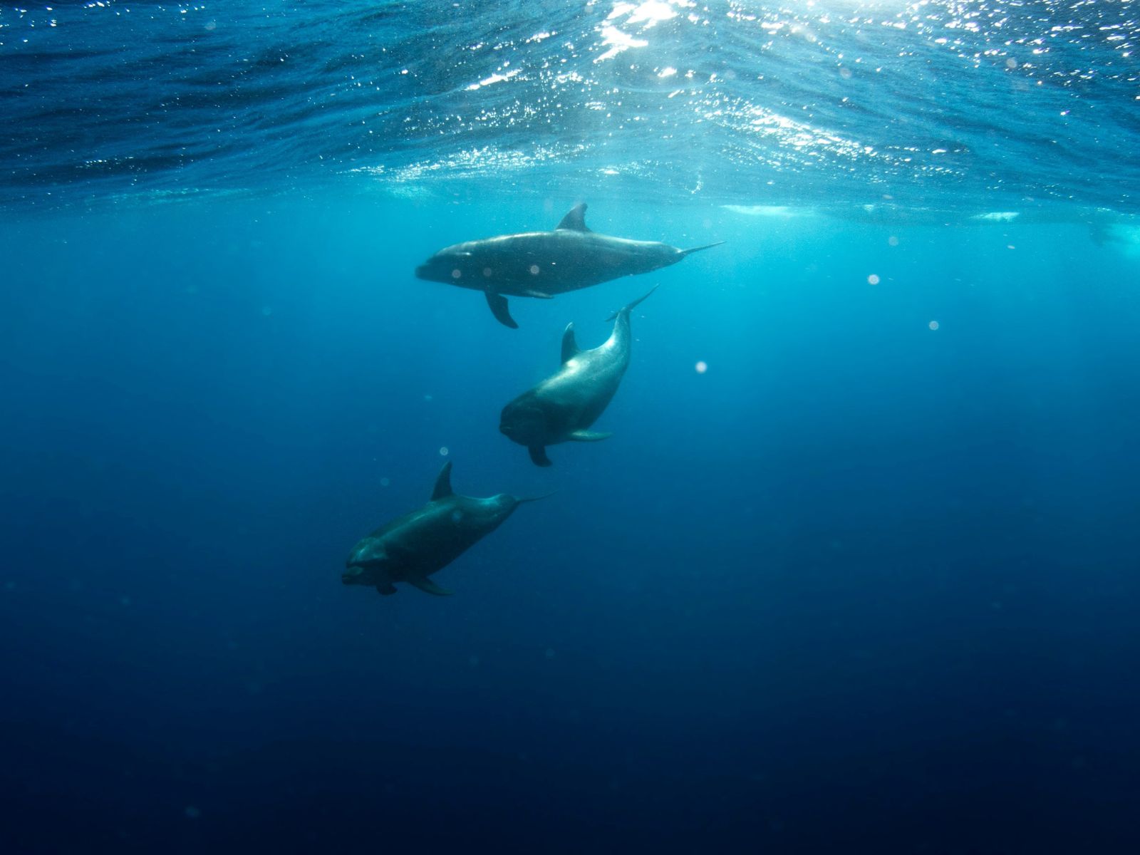 Pullotion Dolphins, Unsplash