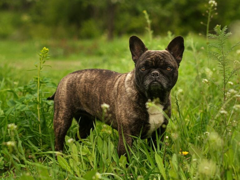 Why French Bulldog, Unsplash