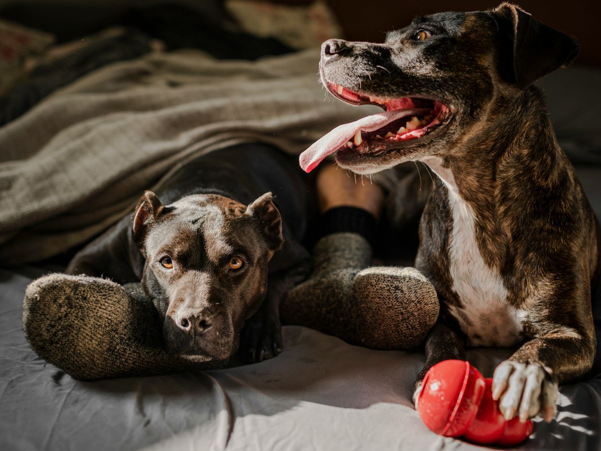 Dogs in Politics Day, Unsplash