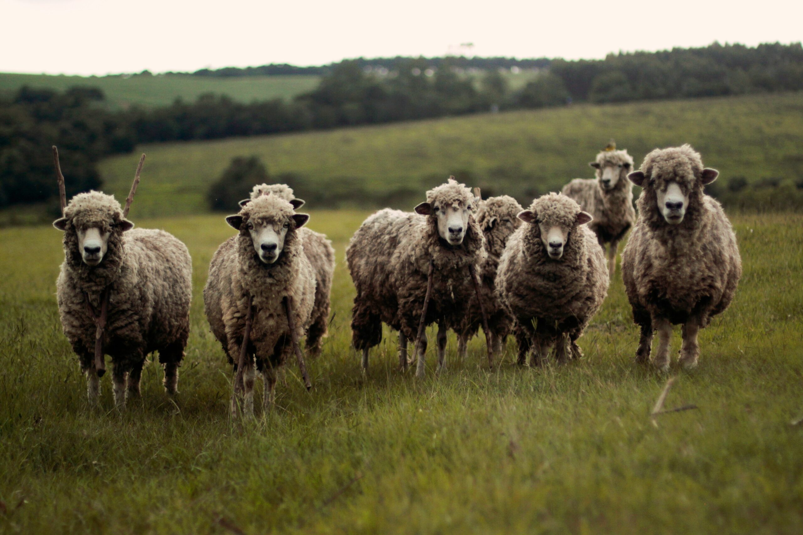 Sheep Sheering, Unsplash