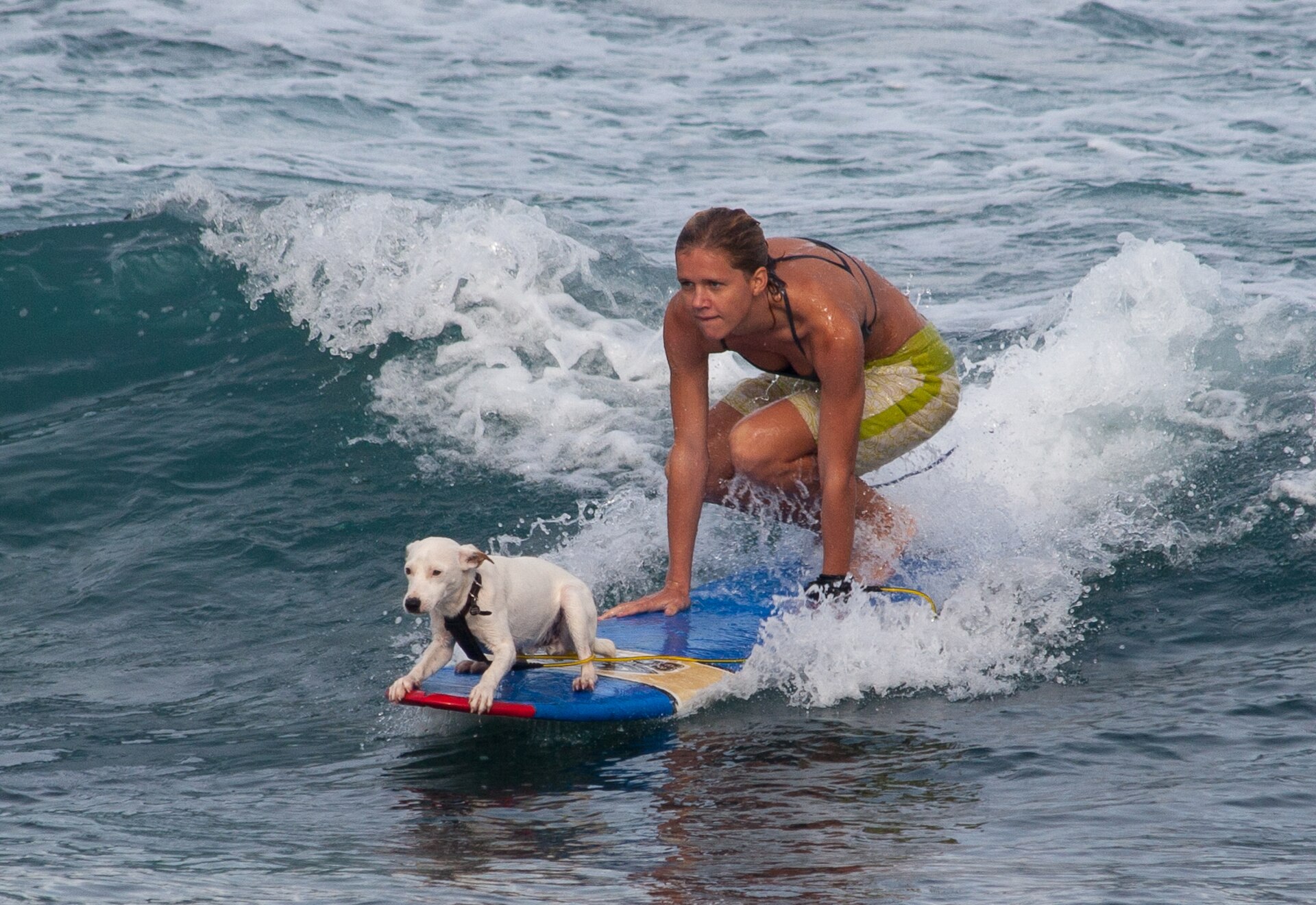 dog surfing, wiki media