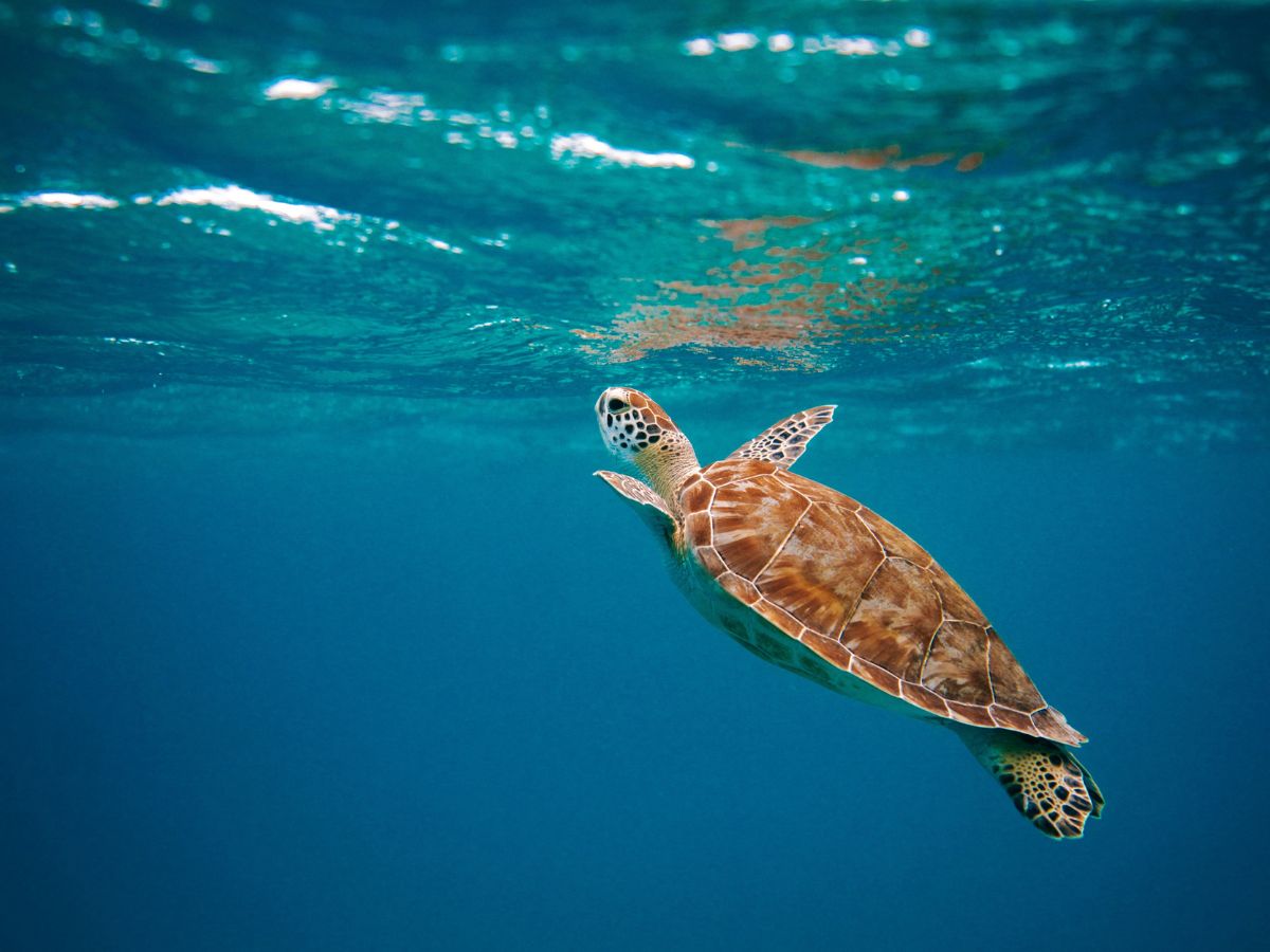 Deepsea Diver Turtle, Unsplash