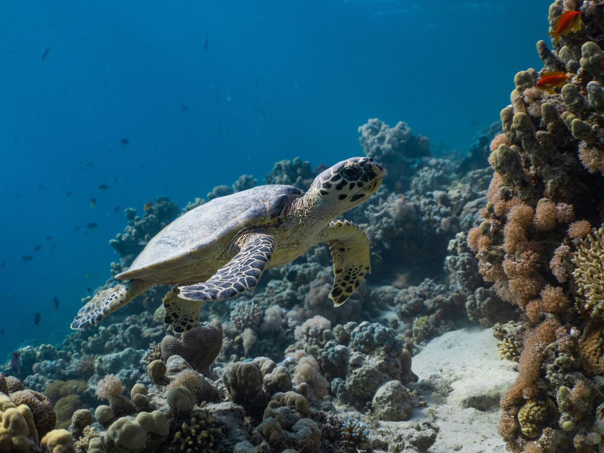 Navigate Turtles, Unsplash