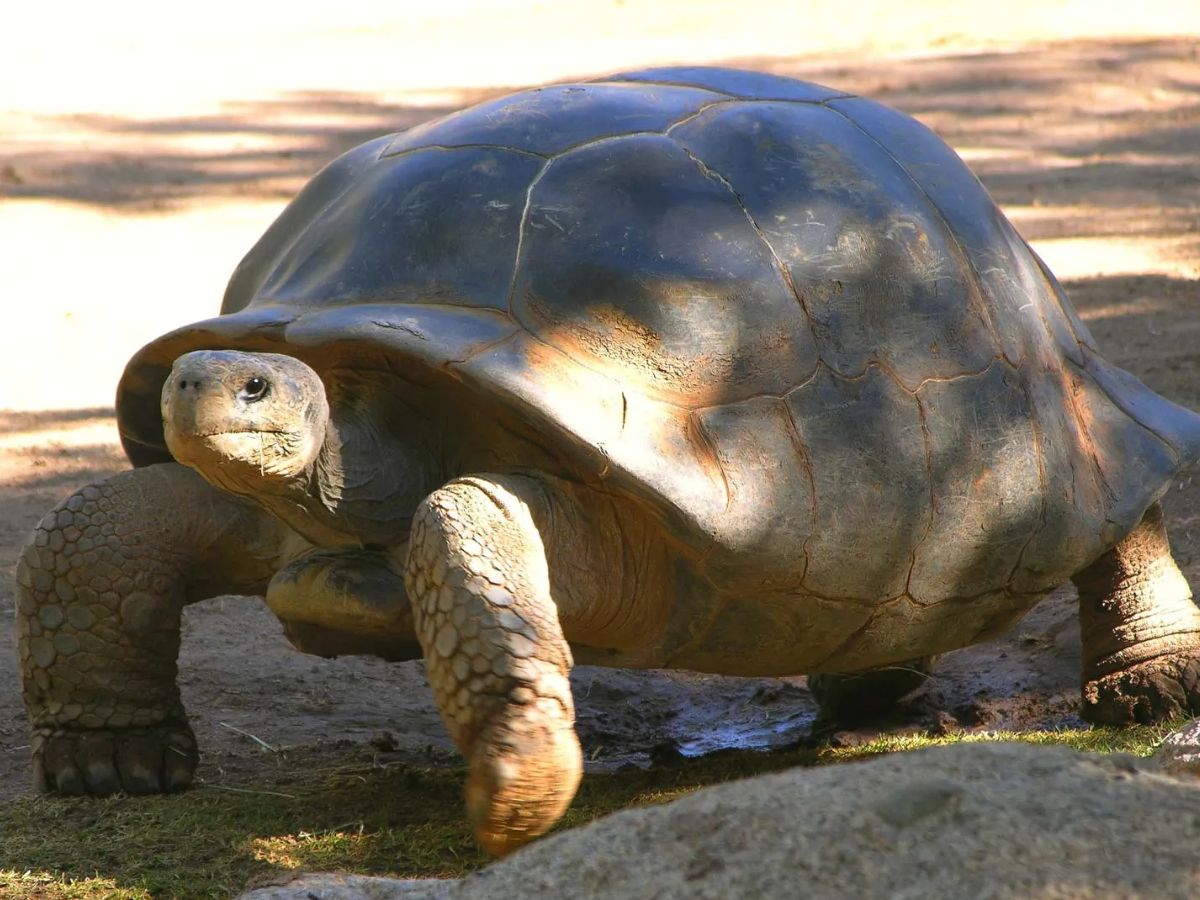 Oldest Turtle, Britannica