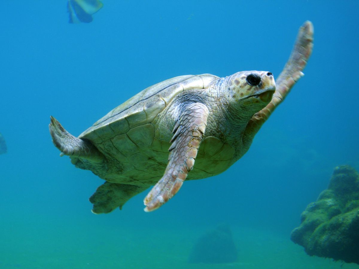 Salt Turtles, Unsplash
