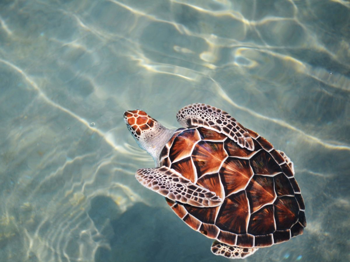 Turtles Breathing, Unsplash